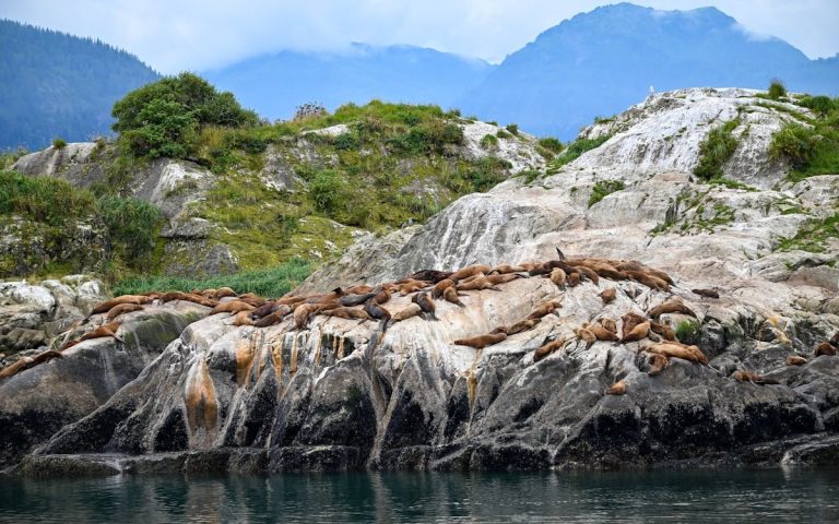 Steller Sea Lions Resting on Rocky Alaskan Coast