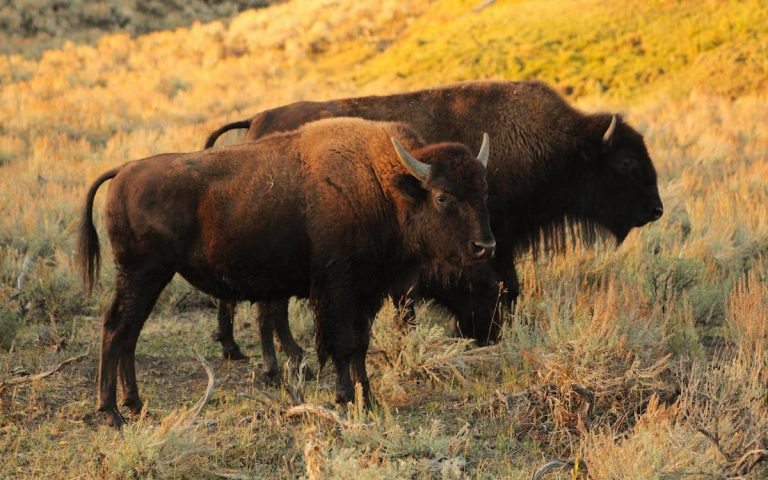 Bison Grazing in Yellowstone National Park