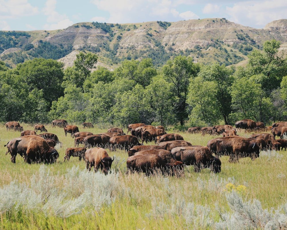 Tallgrass Prairie Preserve, Oklahoma