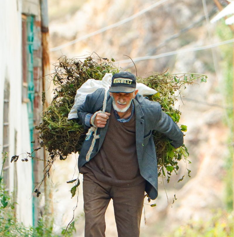 Senior man carrying greenery on mountain path