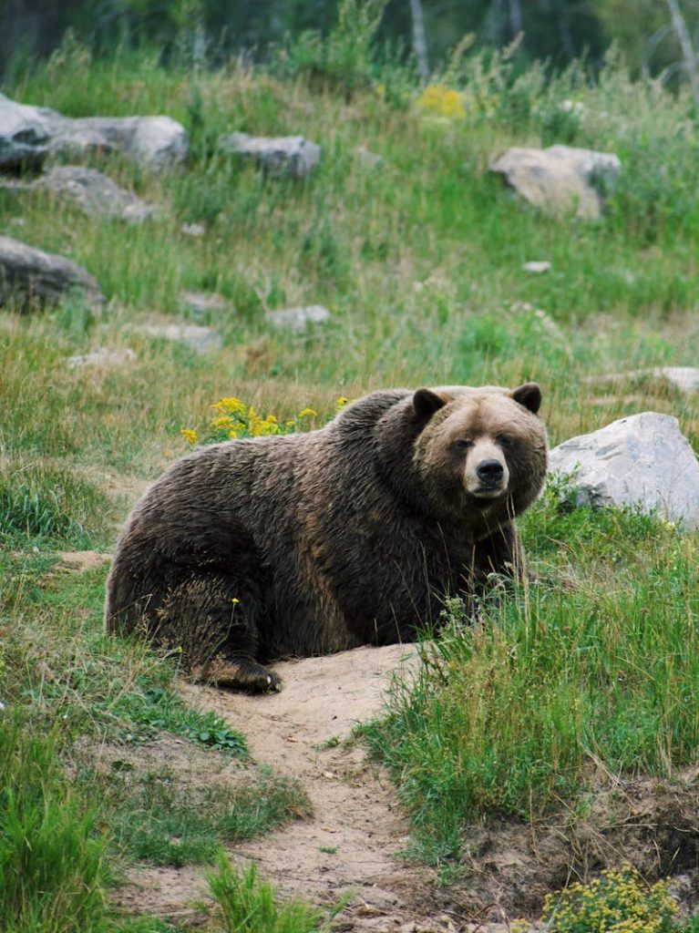 8 Trail Signs Bear Spray Won’t Help Anymore – Her Life Adventures Brown Bear on Green Grass