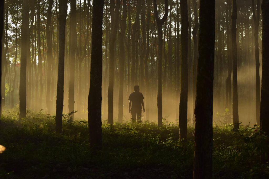 Forest covered in light smoke haze indicating distant wildfire.