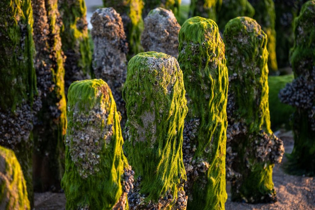 10 Things You Can’t Legally Collect On A Beach – Her Life Adventures Algae on Rocks