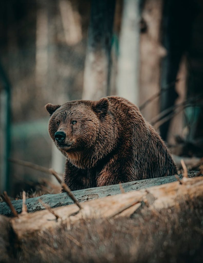 8 Trail Signs Bear Spray Won’t Help Anymore – Her Life Adventures Shallow Focus Photo of Bear