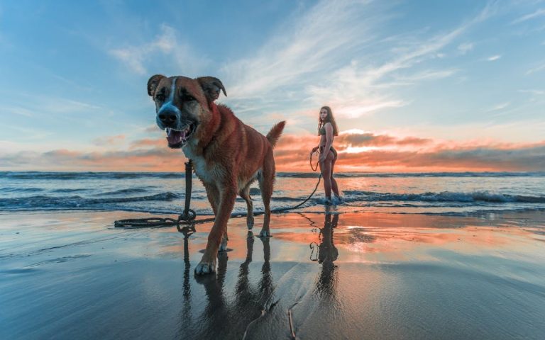 Woman Wearing Bikini Walking on Beach Shore With Adult Brown and White Boxer Dog during Sunset