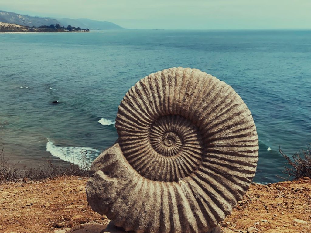 10 Things You Can’t Legally Collect On A Beach – Her Life Adventures Spiral Shape Of A Fossil Ammonite Shell on Brown Sand Near Body of Water