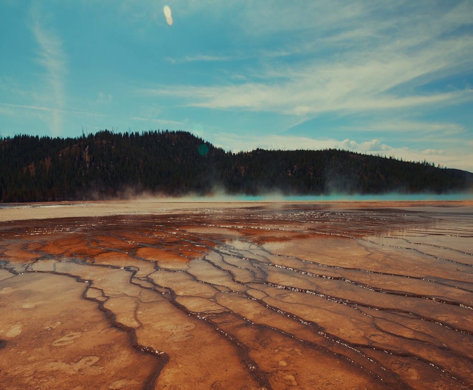 Green Trees on Brown Field Under Blue Sky