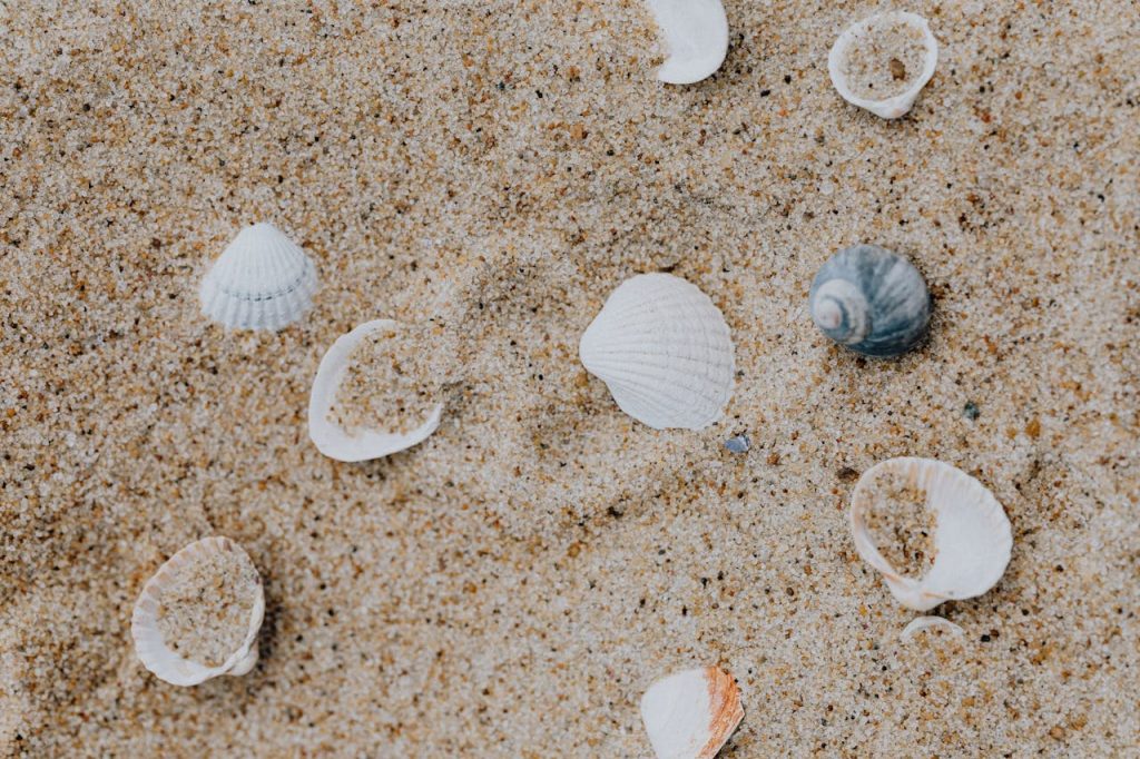 10 Things You Can’t Legally Collect On A Beach – Her Life Adventures White and Brown Seashells on Brown Sand