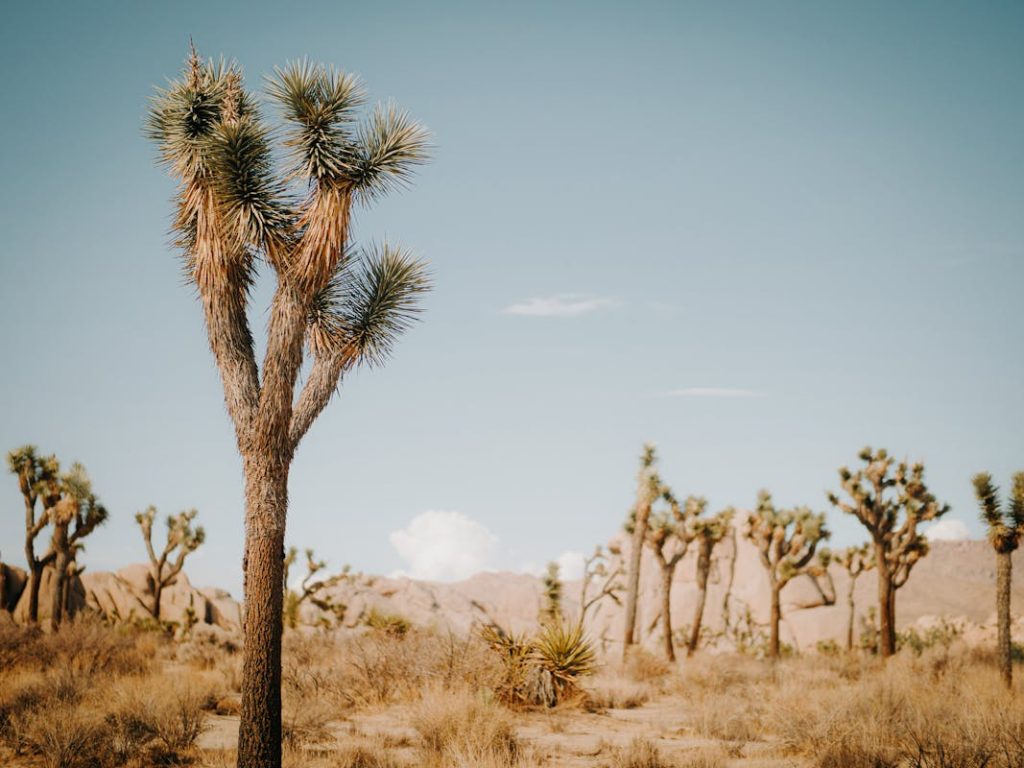 Joshua Tree National Park, California
