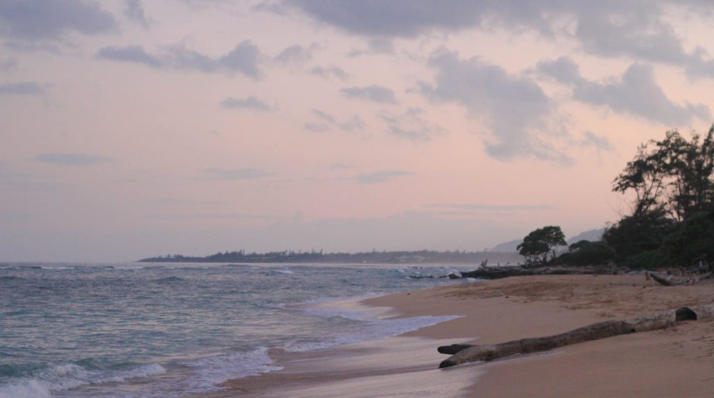 10 Things You Can’t Legally Collect On A Beach – Her Life Adventures Tree Log on Seashore