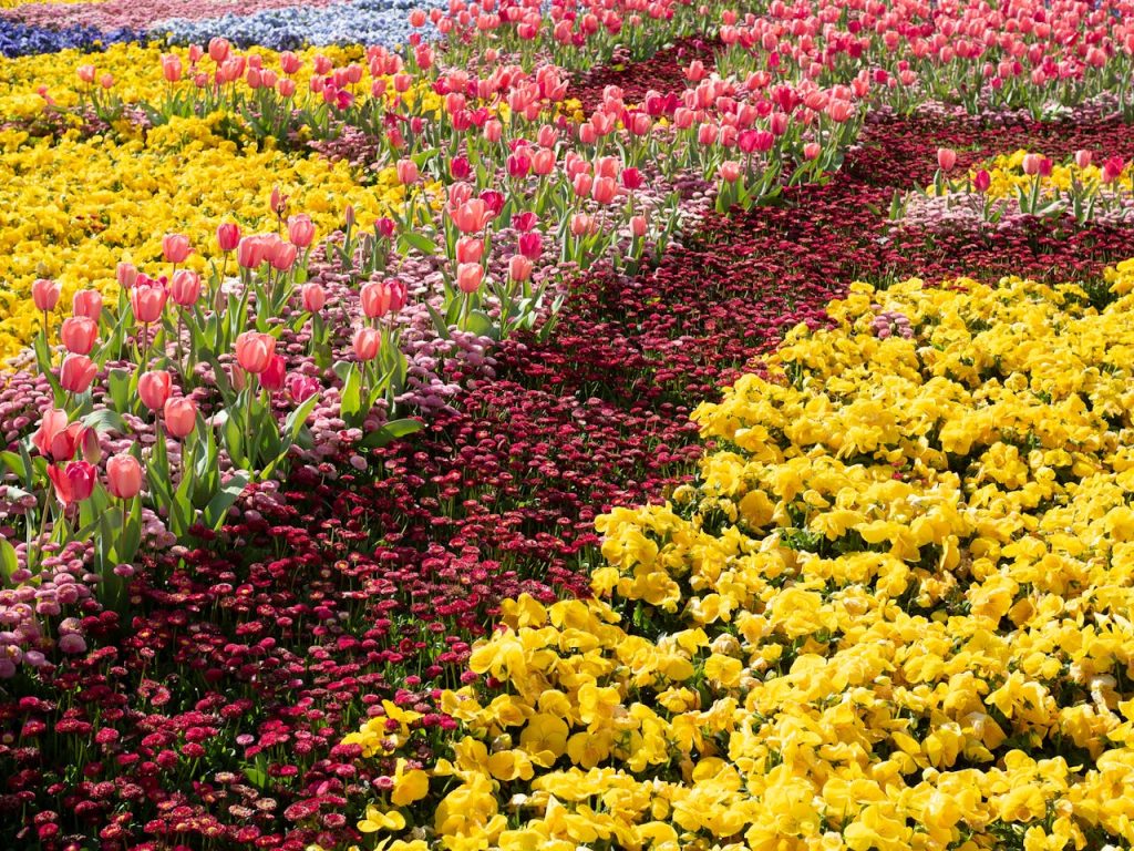 11 Flower Fields Abroad That Feel Like Walking Into a Painting – Her Life Adventures Floriade - Canberra, Australia
