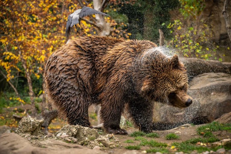Majestic Grizzly Bear Shaking Off Water