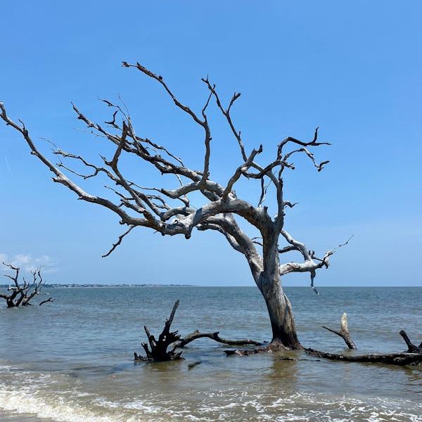 Withered Tree Washed Up on the Beach, Brunswick.