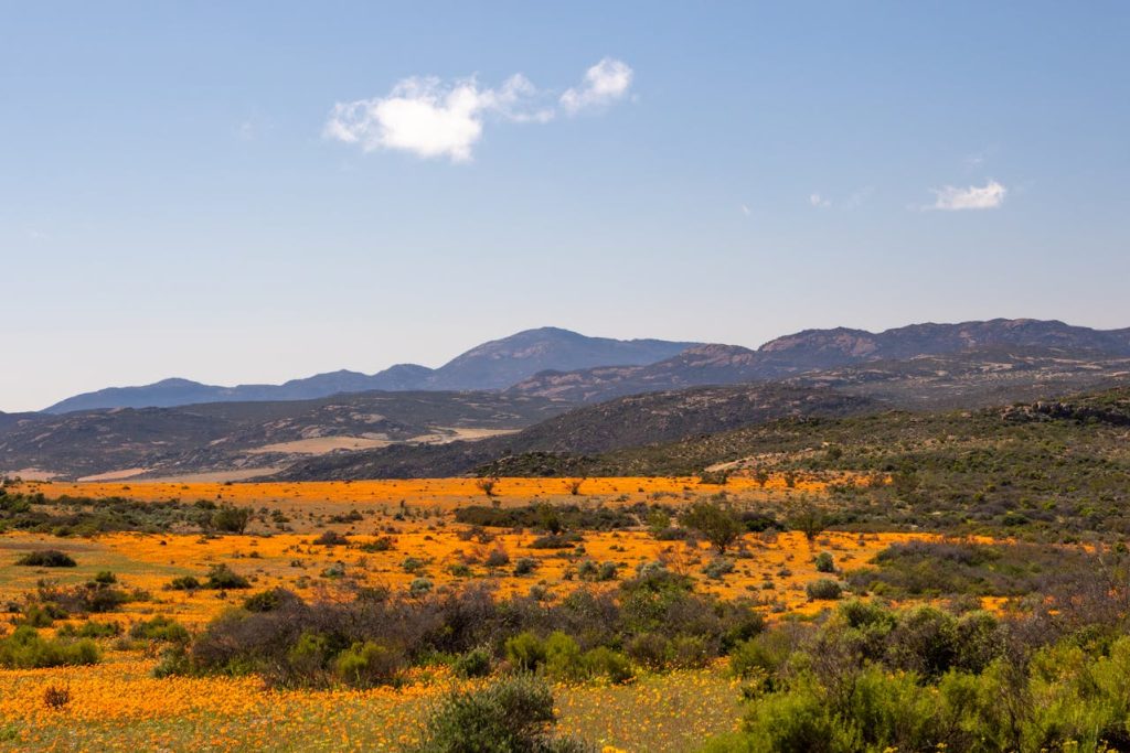 11 Flower Fields Abroad That Feel Like Walking Into a Painting – Her Life Adventures Namaqualand Wildflower Fields - South Africa