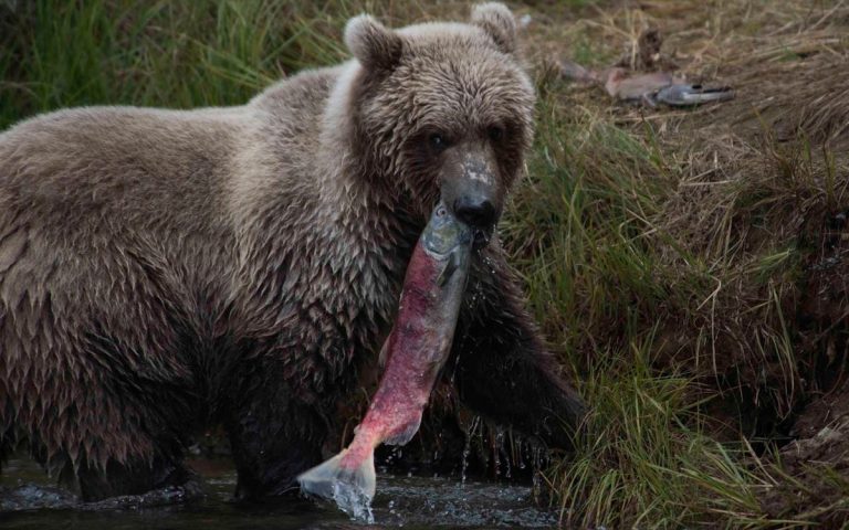 Wild Bear with Fish in its Mouth on Water