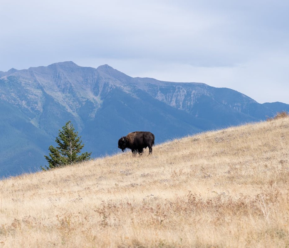 National Bison Range, Montana
