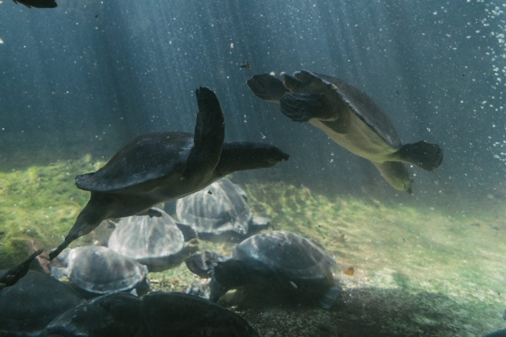 Sea Turtles