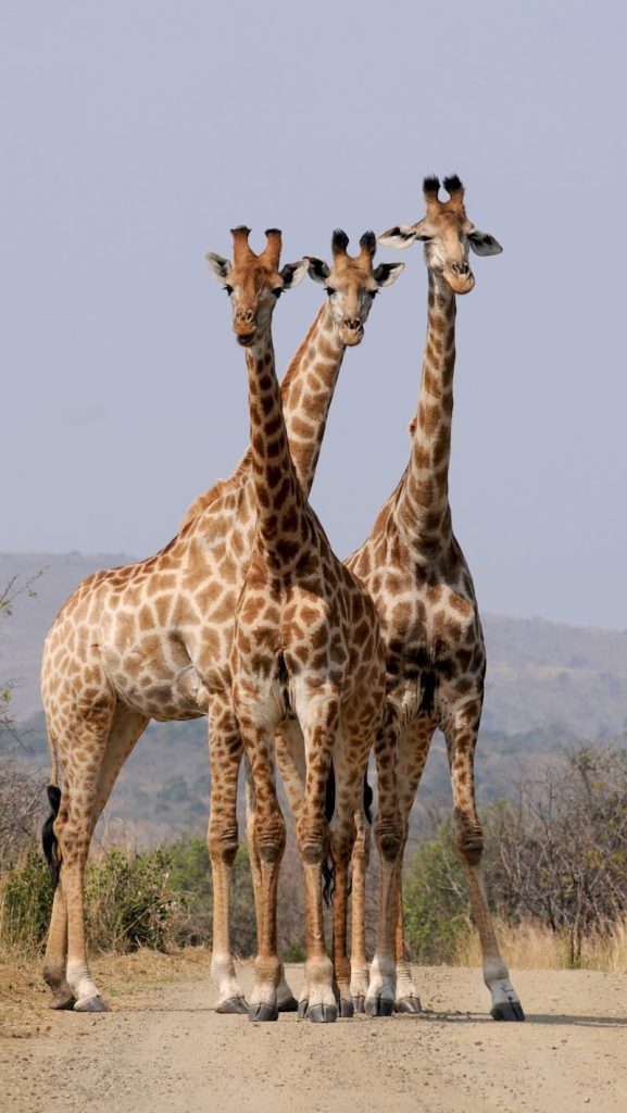 Three Giraffe Under Gray Sky, South Africa