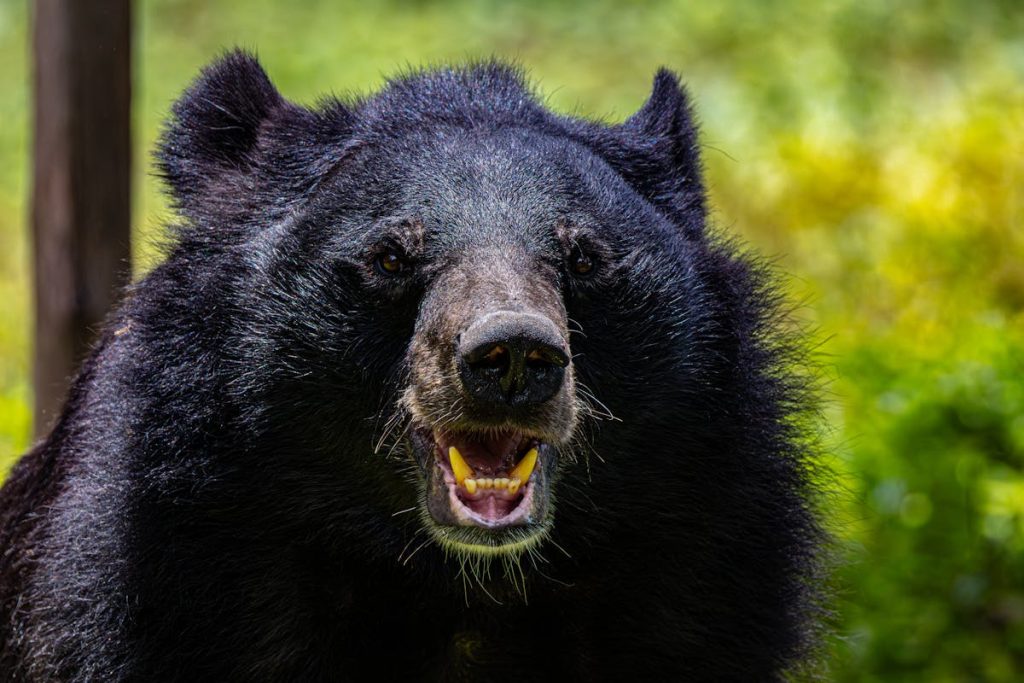 8 Trail Signs Bear Spray Won’t Help Anymore – Her Life Adventures lose-up of Asiatic Black Bear Growling Outdoors