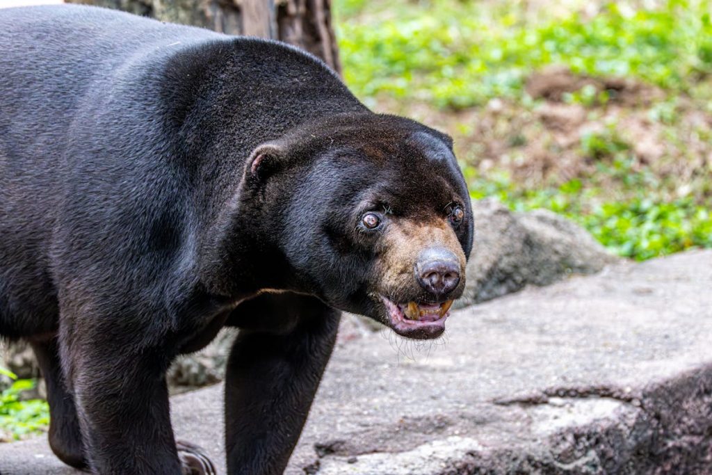 8 Trail Signs Bear Spray Won’t Help Anymore – Her Life Adventures Close-up of a Sun Bear in Natural Habitat