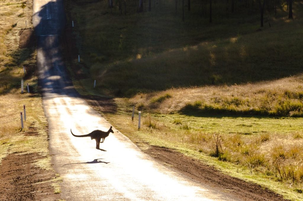 Photo of a Kangaroo on Road, Australia