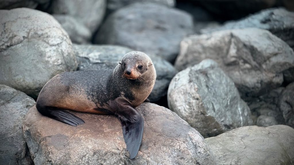 New Zealand Fur Seal Resting on Rocky Shore