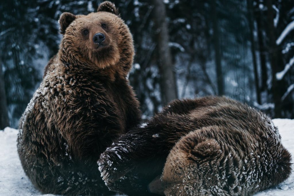 8 Trail Signs Bear Spray Won’t Help Anymore – Her Life Adventures Bears in Snow