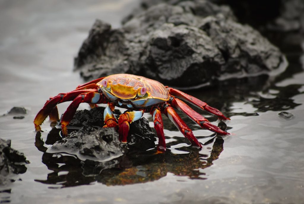 10 Things You Can’t Legally Collect On A Beach – Her Life Adventures Vibrant Sally Lightfoot Crab on Galápagos Rocks
