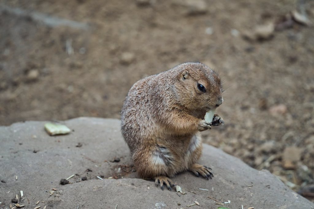 Feeding Wildlife in Hawaii