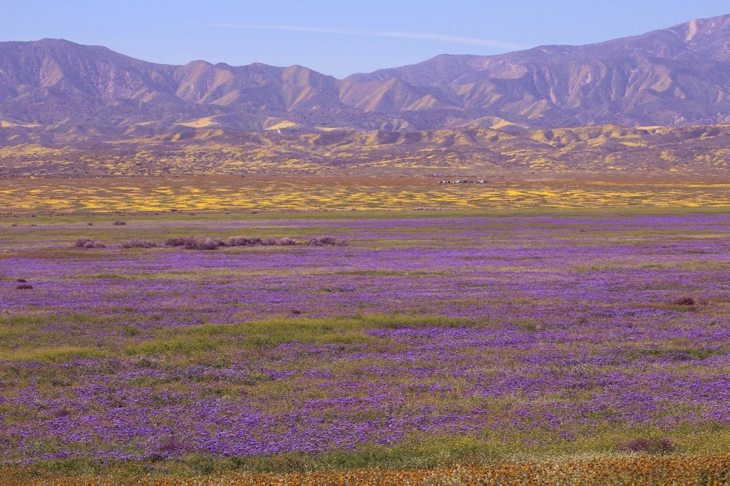 Carrizo Plain National Monument, California