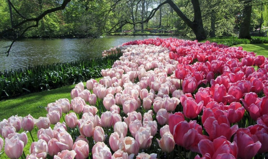 11 Flower Fields Abroad That Feel Like Walking Into a Painting – Her Life Adventures  Keukenhof - Netherlands