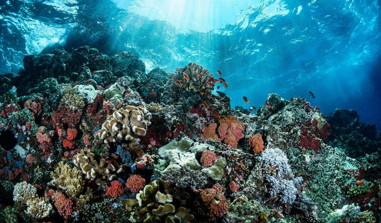 Beautiful Coral Reefs Underwater
