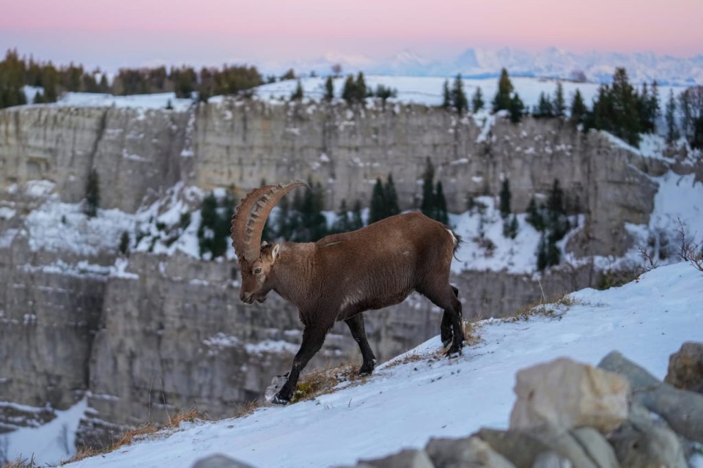 Wild Alpine Ibex Swiss Alps and Creux du Van Photo by Giles Laurent