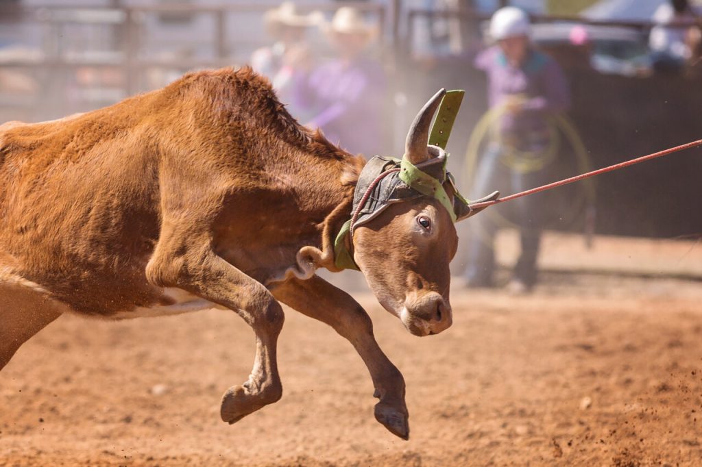 Animal Cruelty in Rodeos and Work Life