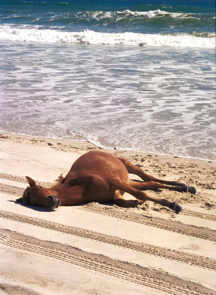 Assateague Island, Maryland