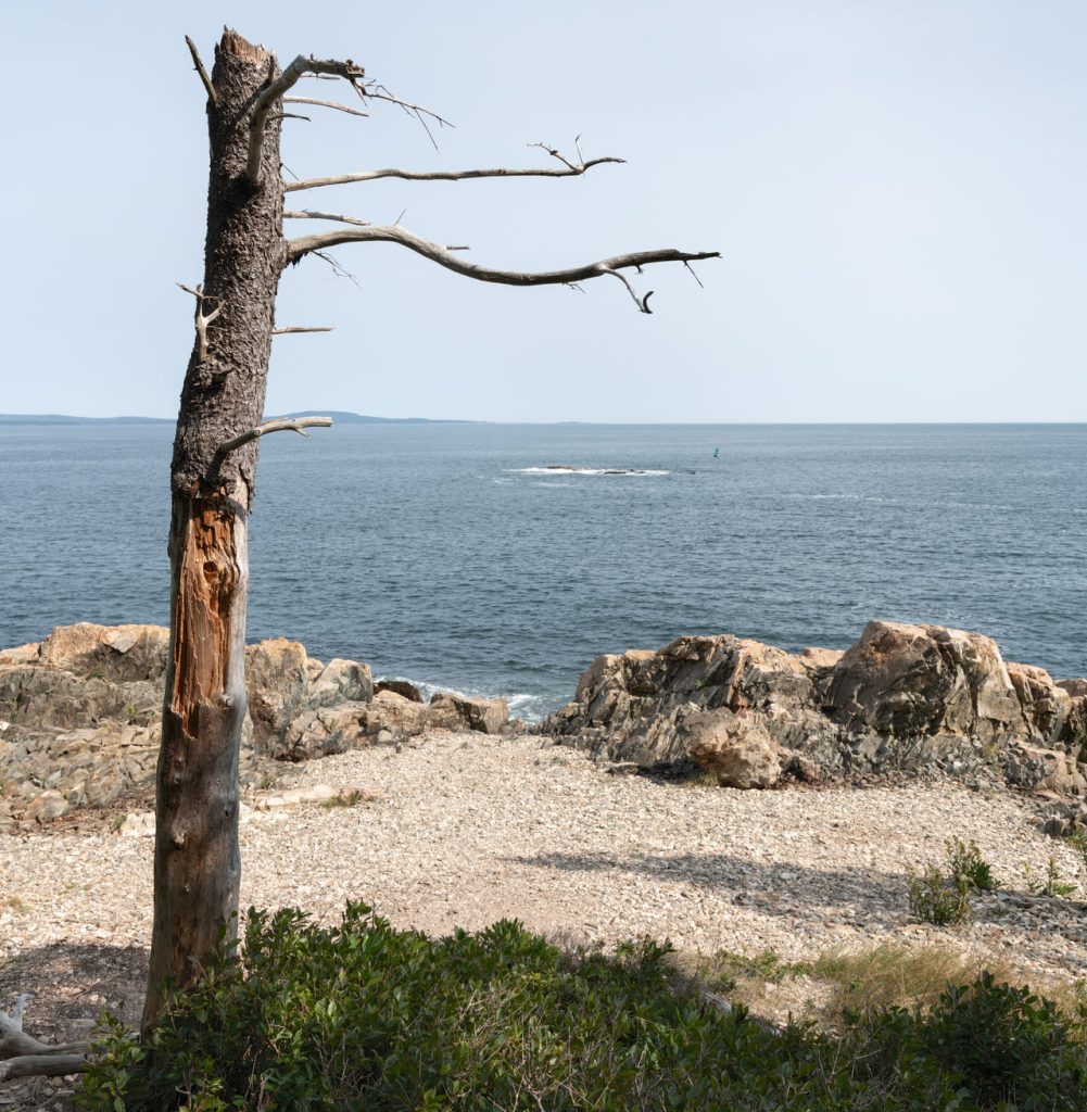 Ocean Path, Acadia National Park, Maine