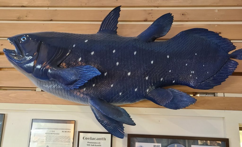 Coelacanth Fish at Cryptozoology Museum