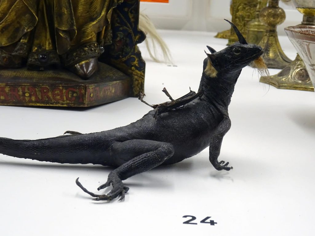 Dracus Magnus occidentalis