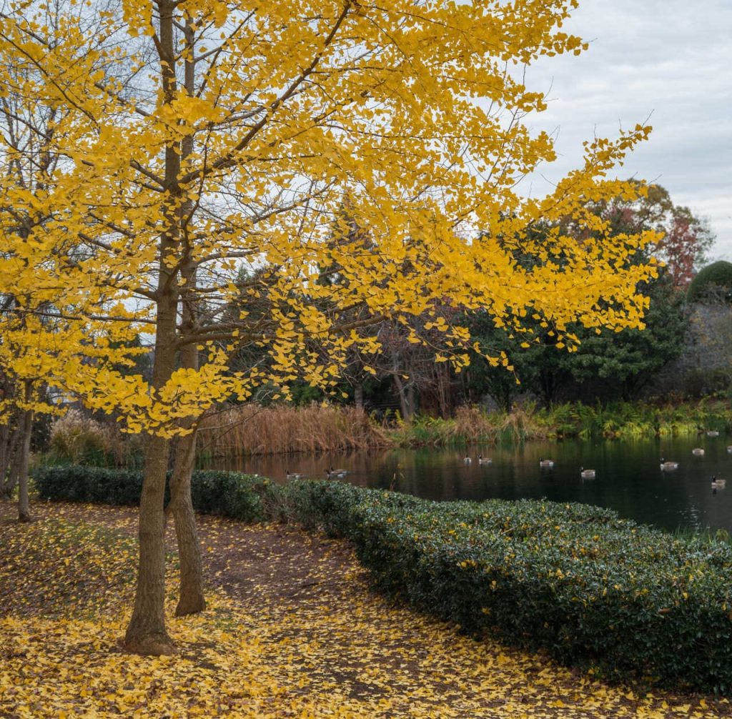 Carter Street, Atlanta
