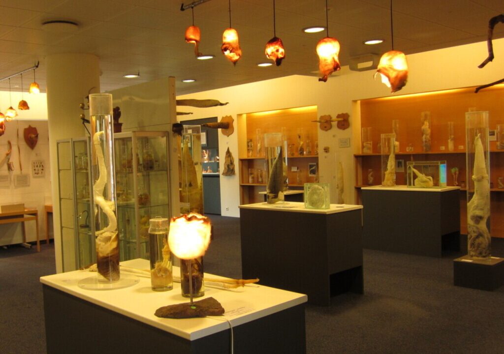 Icelandic Phallological Museum, Iceland