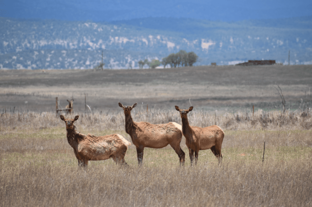 Las Vegas NWR three elk