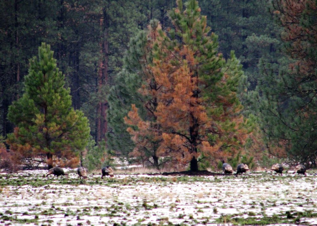 Little Pend Oreille NWR snow