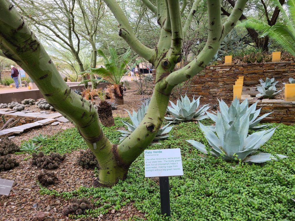 Desert Botanical Garden, Arizona