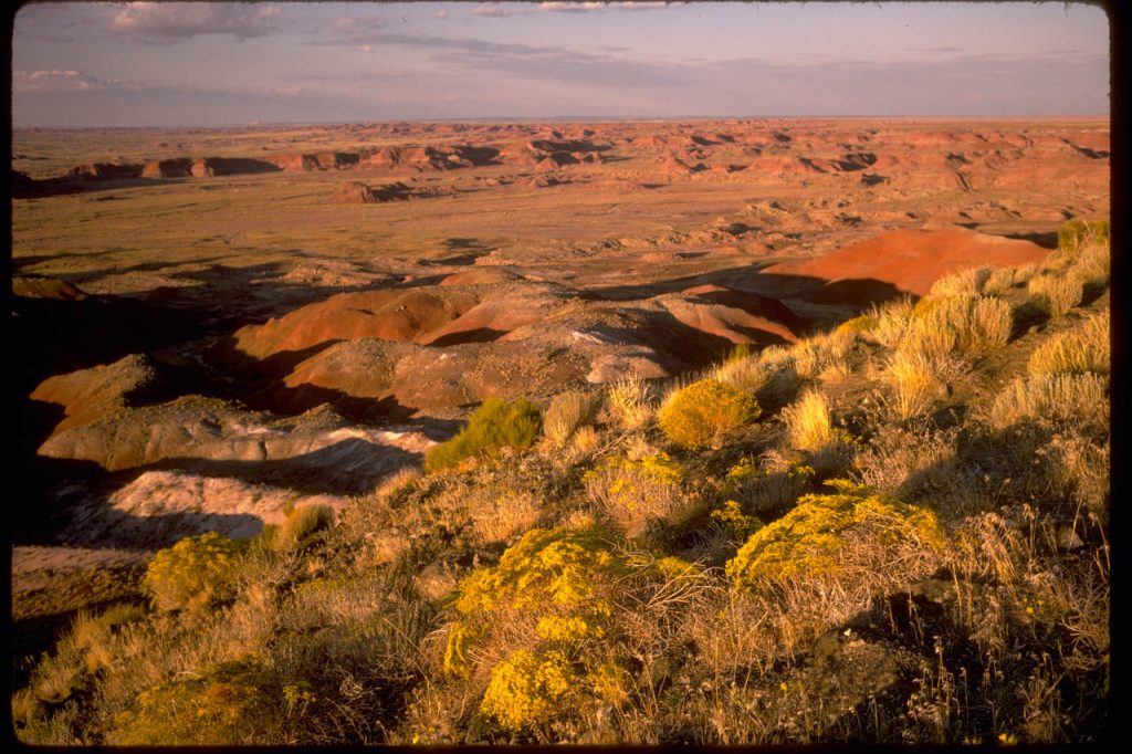 Petrified Forest National Park