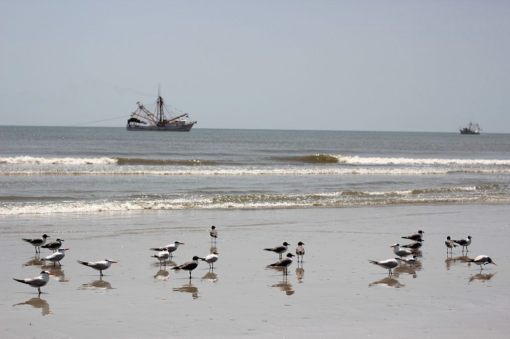 Cumberland Island, Georgia