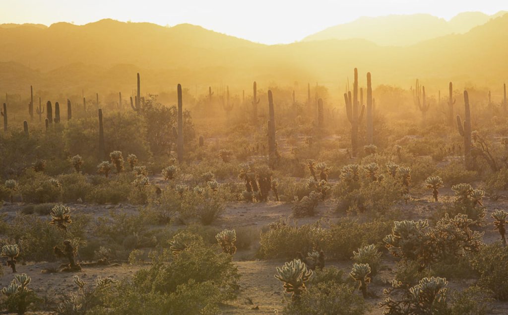 Sonoran Desert National Monument, Arizona