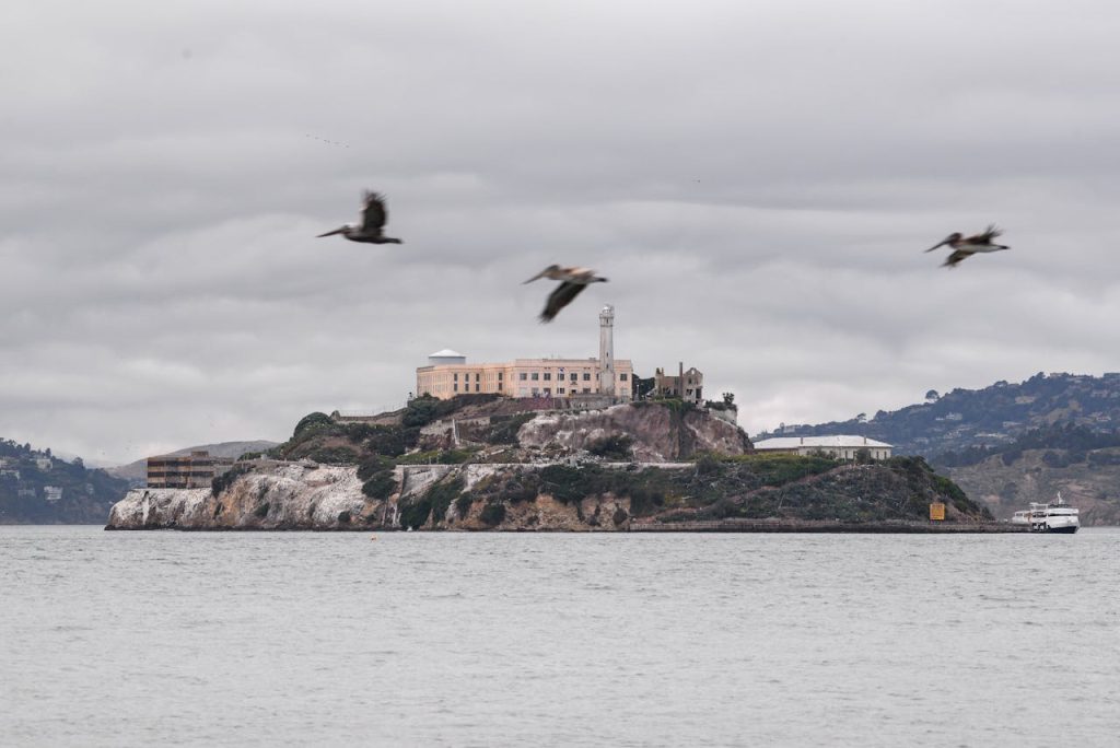 Seagulls Flying above Castle in Sea