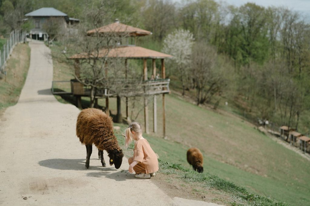 Guests feeding animals or walking through a field