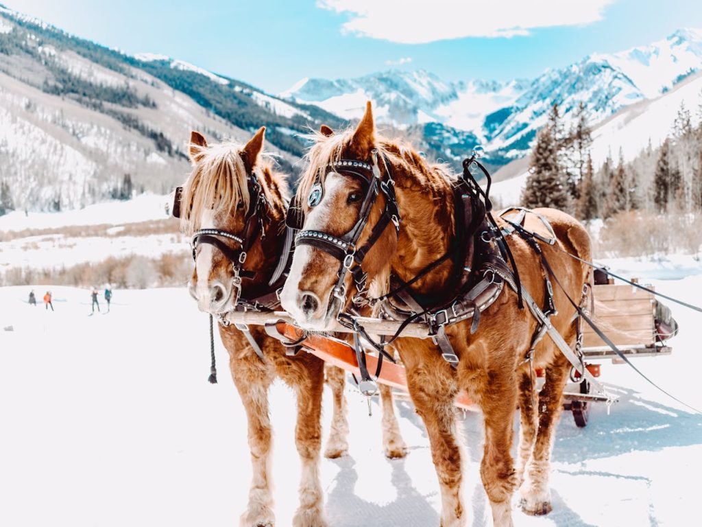 Two Horses in Aspen, CO, United States

