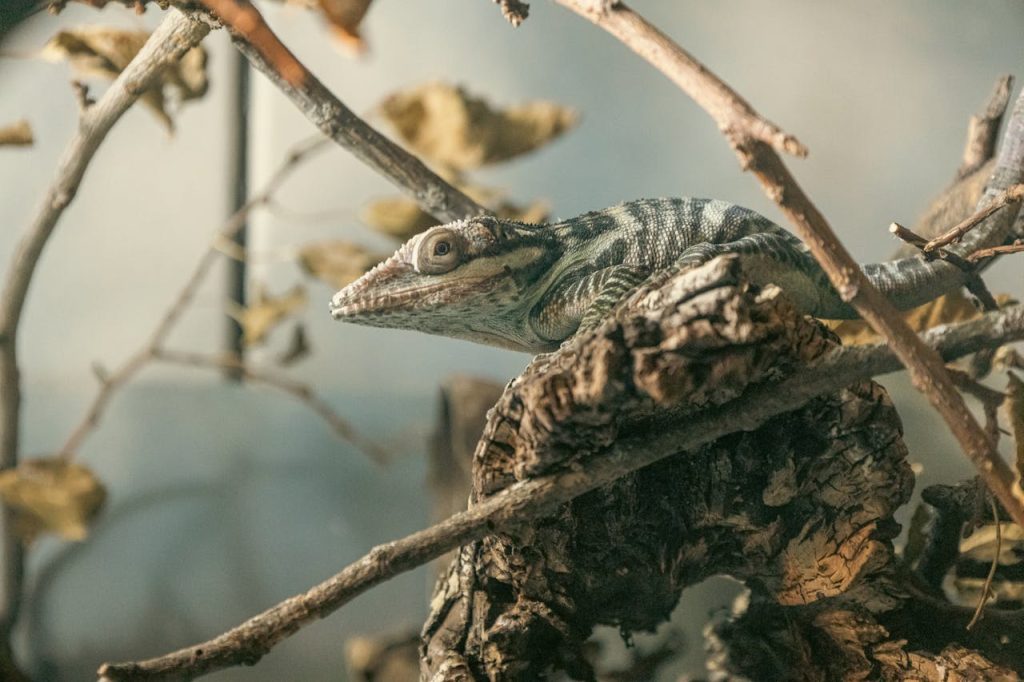 Chameleon Resting Among Branches in Chicago Zoo